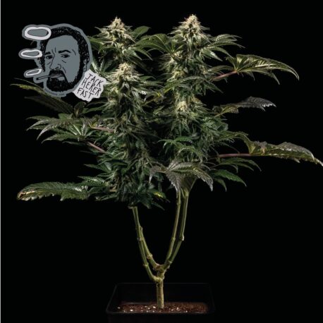 Seedsman - Jack Herer FAST - Image 2