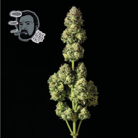 Seedsman - Jack Herer FAST - Image 4