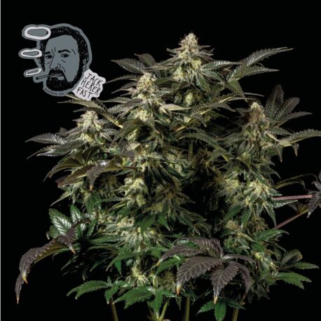 Seedsman - Jack Herer FAST - Image 3
