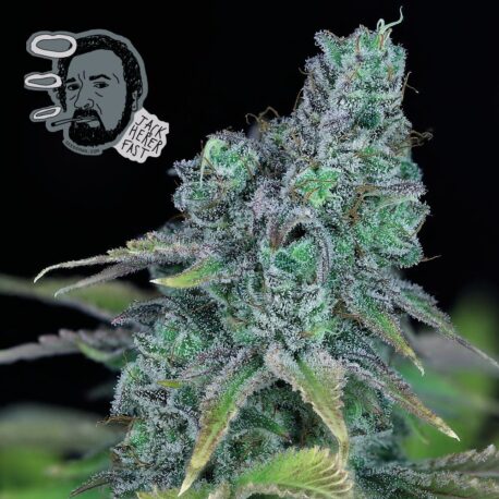 Seedsman - Jack Herer FAST