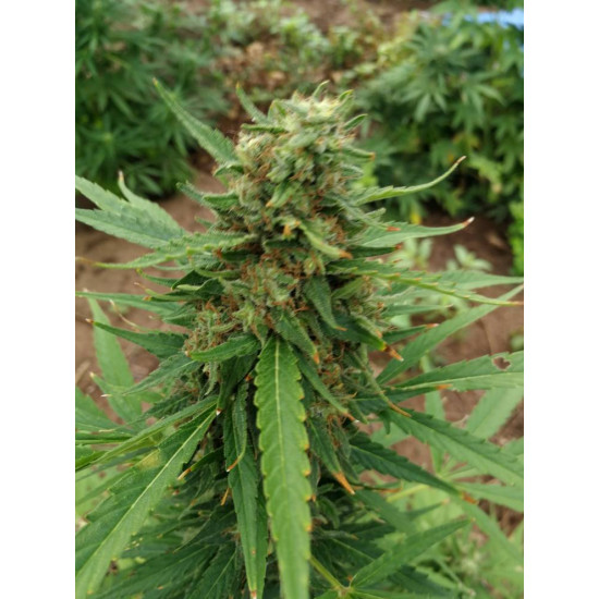 Green Smoke Room Seeds - Swazi Gold (Regulars)