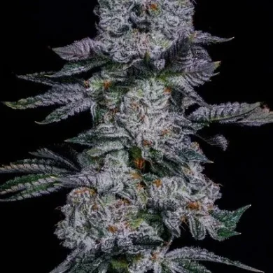 Ethos Genetics - Pineapple Runtz Auto