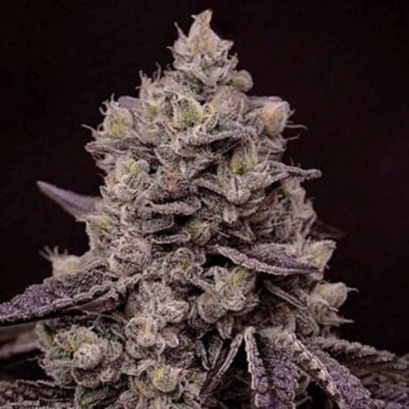 Ethos Genetics - Fanta Sea Rbx