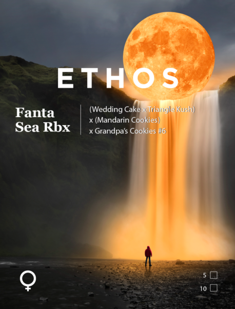 Ethos Genetics - Fanta Sea Rbx - Image 2