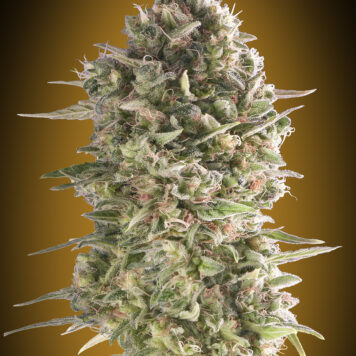 00 Seeds - Do-Si-Dos Cookies