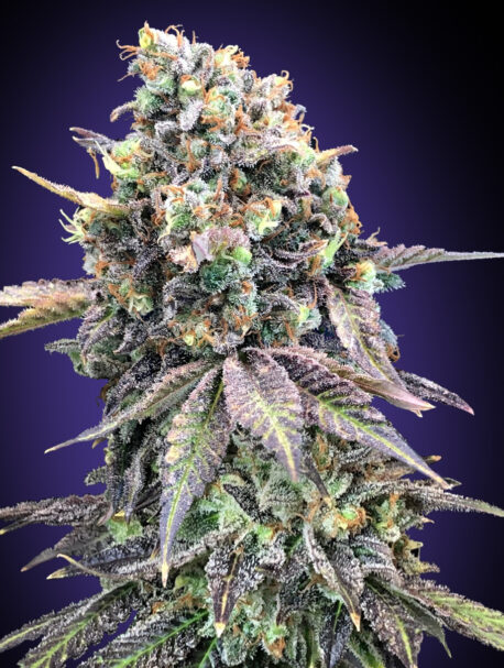 00 Seeds - Purple Punch