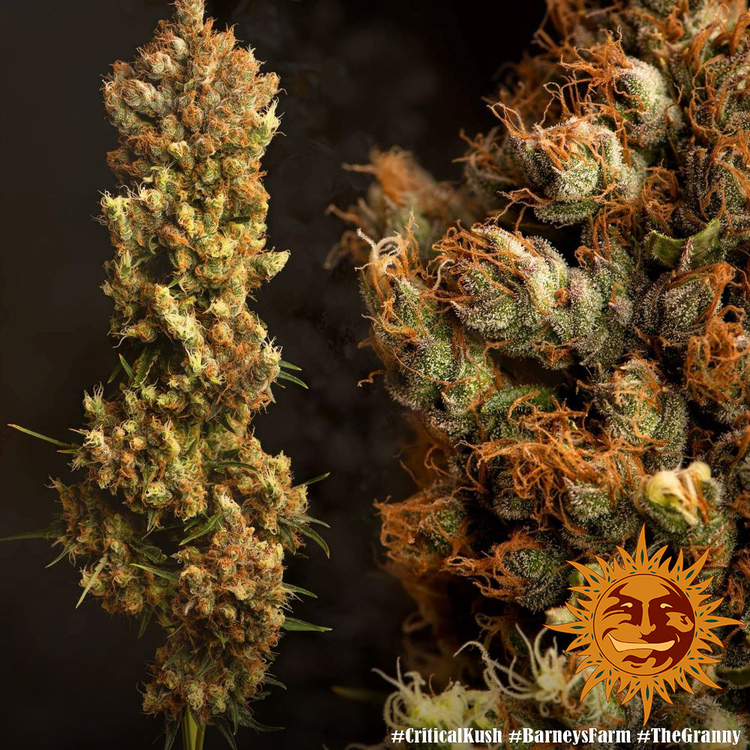 Barney's Farm - Critical Kush - Image 2