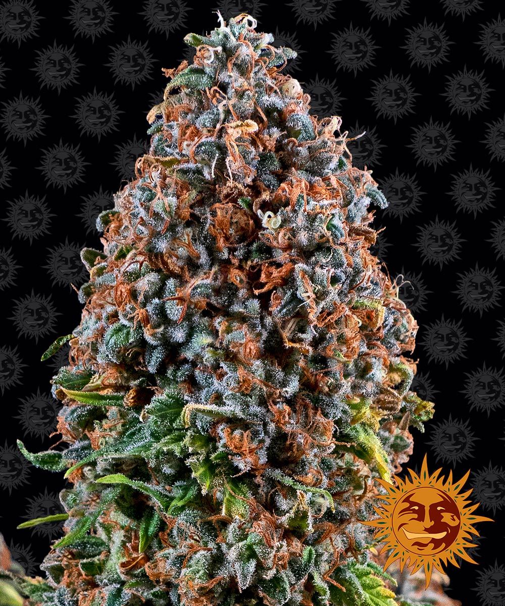 Barney's Farm - Critical Kush