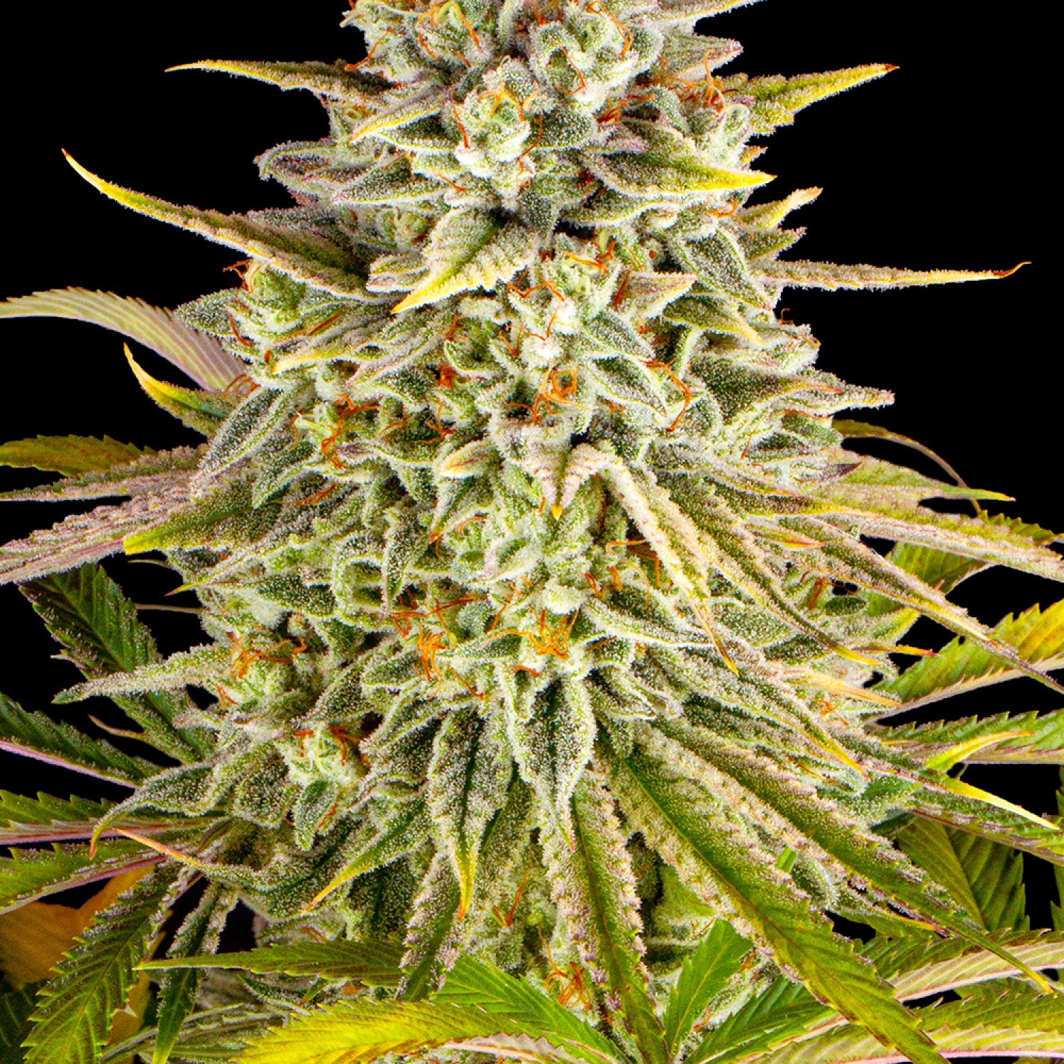 Barney's Farm Seeds - Lemon Drizzle