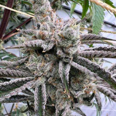 In House Genetics - Platinum Valley