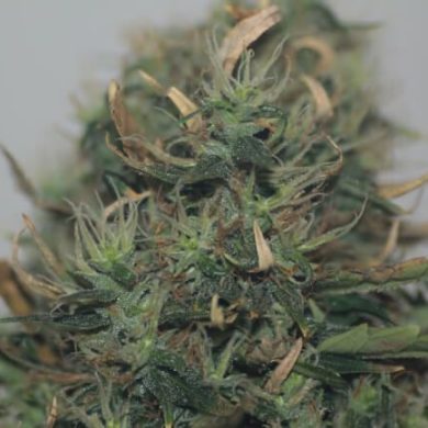 Trophy Genetics - CBD 26:1