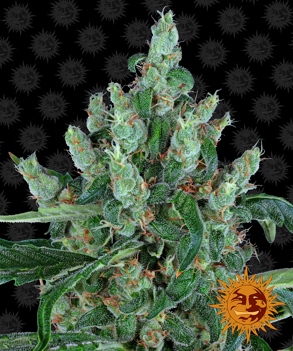 Barney's Farm - Laughing Buddha