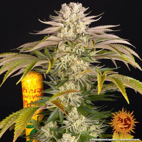 Barney's Farm - Pineapple Express - Image 2
