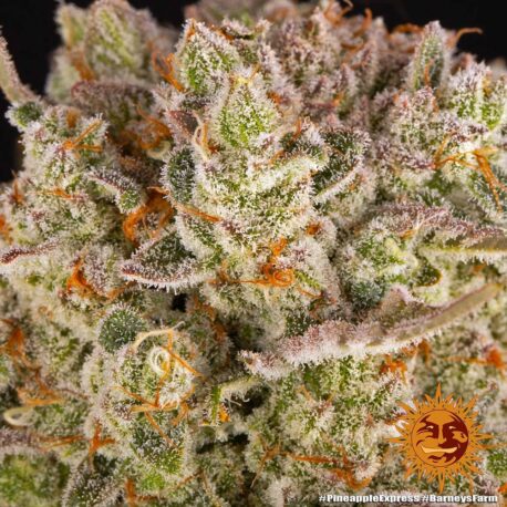 Barney's Farm - Pineapple Express - Image 3