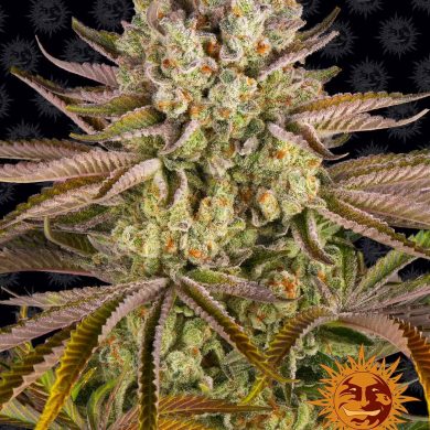 Barney's Farm - Pineapple Express