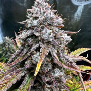 Mephisto Genetics - ILLUMINAUTO #56 - GIRL SCOUT MONKEYS (5-Pack)